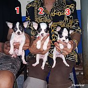 ลูกชิวาวาสวยๆ (ผู้และเมีย) เกรด A ชุดที่ 92 จาก kankarn club มีจัดส่งทั่วประเทศ*...