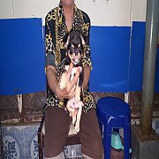 ลูกชิวาวาสวยๆ (ผู้) เกรด A ชุดที่ 93 จาก kankarn club มีจัดส่งทั่วประเทศ***หมด