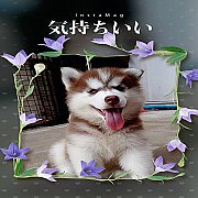 วู้ดลี่โค๊ต ราคา พร้อมส่ง มาคุยกันลดได้ลดให้ครับ