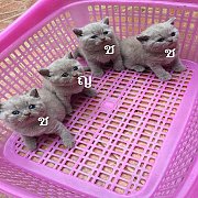 น้องแมว บริสติส สี ไลแลค สวยๆ อ้วนๆ 