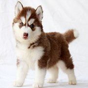 ฟาร์มไซบีเรียนอันดับหนึ่งที่ดีที่สุดในไทย" AllBest Kennel "