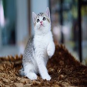 เปิดจอง Scottish fold female แมวหูตั้ง เพศเมีย