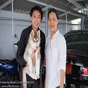 ฟาร์มไซบีเรียนเกรดคุณภาพที่มีลูกสุนัขให้เลือกมากที่สุด และมีประสบการณ์ยาวนานกว่า...