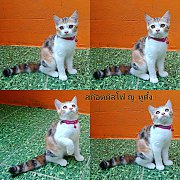 สก๊อตติสโฟท์แท้ ชาย - หญิง  อเมริกันช๊อตแฮร์แท้ ชาย - หญิง 