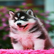 ฟาร์มไซบีเรียน ที่มีลูกค้าไว้วางใจมากที่สุดในไทย Allbest kennel