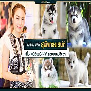 ซื้อไซบีเรียนซื้อที่ไหนก็ซื้อได้" แต่หากอยากได้เกรดคุณภาพคุณต้องมา Allbest...