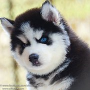 ศูนย์รวม ไซบีเรียนฮัสกี้ เกรดคุณภาพ Hi-end ที่ใหญ่ที่สุดในไทย  Allbest kennel