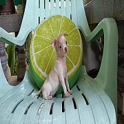 ชิวาวาขนสั้น หาบ้าน ขายแล้ว