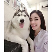 ไซบีเรียน คุณภาพ โครงสร้างใหญ่สายพันธุ์ดี มีให้เลือกมากมายหลายสไตล์ ต้องมาallbes...