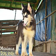 ลูกไซบีเรียนวูลลี่โค้ท อายุ77วัน โครงสร้างใหญ่ ขนหนาฟู