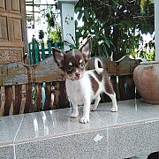 ชิวาวาขนยาว จัดส่ง ขายแล้ว