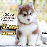 หยุดเสี่ยง!! ไซบีเรียนเล็กๆสวยมากโตแล้วไม่สวย ไซบีเรียนซื้อมาแล้วตายในไม่กี่วันถ...