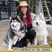 อยากเลี้ยงไซบีเรียนเกรดคุณภาพ ต้องที่allbest kennel เท่านั้น