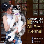 อยากได้ไซบีเรียนฮัสกี้เกรด Hi-end ต้องallbest kennelเท่านั้น เกรดคุณภาพ
