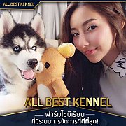 ฟาร์มไซบีเรียนเกรดคุณภาพอันดับ1ในไทย ต้องที่allbest kennel