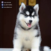 ไซบีเรียน เกรดคุณภาพ Hi-end ที่ใหญ่ที่สุดในไทย  Allbest kennel