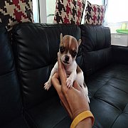 ชิวาวาขนสั้น หาบ้าน ขายแล้ว