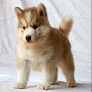 ไซบีเรียน ไซบีเรียน ฮัสกี้ คัดเกรดคุณภาพ บริการหลังการขายเยี่ยม ต้องAllbest kenn...