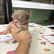 (ขายแล้ว)ชิวาวา ขนยาว ไซร์จิ๋ว สีLimitedหายาก เพศเมีย สายไต้หวัน อายุ 2 เดือน  ส...