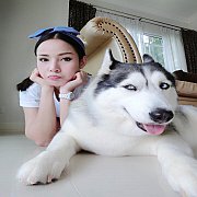หยุดเสี่ยงซื้อไซบีเรียนไม่มีคุณภาพ Allbest kennel ฟาร์มไซบีเรียนที่ใหญ่ที่สุด