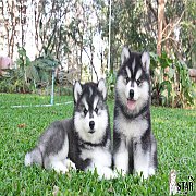 น้องไซบีเรียน  สไตล์wolly coat ขนยาวๆหน้าหมีๆ บึกๆ เกรดคุณภาพ 