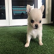 Chihuahua แท้ นมถัง สีขาว ตัวจิ๋วจริงจัง