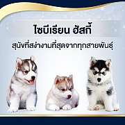 หยุดเสี่ยงซื้อไซบีเรียนไม่มีคุณภาพ โตมาไม่สวยดั่งใจ เลี้ยงถัดมาไม่กี่วันตาย