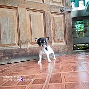 ชิวาวาขนสั้น หาบ้าน 
