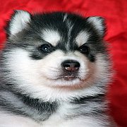 อยากได้ไซบีเรียนเกรดคุณภาพไฮเอน ต้องมาที่Allbest kennel เท่านั้นครับ