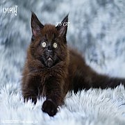 ขายแมวเมนคูน เพศผู้ โครงใหญ่ ฟอร์มสวยๆ มีใบรับรองสายพันธ์ 