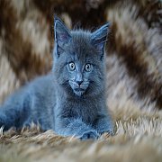 ขายแมวเมนคูน เพศผู้ โครงใหญ่ ฟอร์มสวยๆ