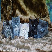 ขายแมวเมนคูน  โครงใหญ่ ฟอร์มสวยๆ