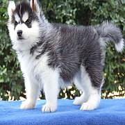 ฟาร์มไซบีเรียน ฮัสกี้ ที่เน้นคุณภาพและสายพันธุ์ มีให้เลือกทุกสีมากมายAllbest ken...