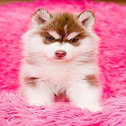 ไซบีเรียน เกรดดี ต้องที่Allbest kennel ฟาร์มไซบีเรียนอันดับ1ในไทย