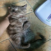  แมว Scottish สีลายเพศผู้ หูตั้ง หน้ากลม ขนฟูนิ่มมาก  ขี้อ้อน พันธ์นอกแท้ อายุ 3...