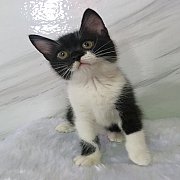 (พร้อมย้ายบ้านค่ะ) สาวน้อยตาหวาน สก็อตทิช