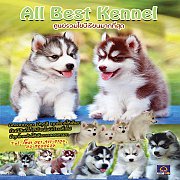 ไซบีเรียนฮัสกี้ เกรดดี สายพันธุ์เยี่ยม มารวมไว้ที่นี่แล้ว ที่ฟาร์มไซบีเรียน Allb...