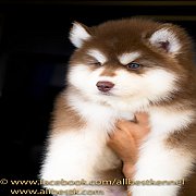 ไซบีเรียนคัดคุณภาพ มีทุกสีทุกสไตล์ให้เลือก ต้องที่ฟาร์มไซบีเรียนAllbest เท่านั้น...