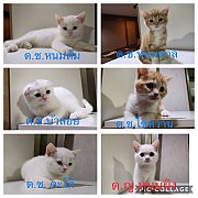 แก็งค์เด็กน้อยสก็อตติชโฟลด์ขนสั้น ราคาแบ่งกันเลี้ยงจ้า