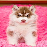 ขายไซบีเรียน เกรดพรีเมี่ยม ฟาร์มที่ใหญ่ที่สุดในไทย เริ่มต้น15,000 ขึ้นไป