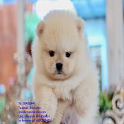 ปอมหน้าหมี เพศผู้ สีครีม หน้าสั้น ตัวเล็ก ขาใหญ่ สายเลือดดี สอบถามเพิ่มเติมได้ที...