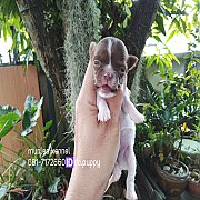 ชิวาวาขนสั้น หาบ้าน ผู้