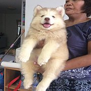 ลูกไซบีเรียน  แท้