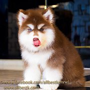 ถ้าคุณกำลังอยากเลี้ยงไซบีเรียนต้องมาที่ฟาร์ม allbest kennel เท่านั้น