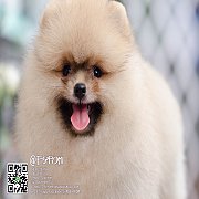 FYPOM KENNEL ขายน้อง Fy's chooca เพศผู้ สี Orange หน้าตาน่ารัก โครงสร้างดี ขนแน่...