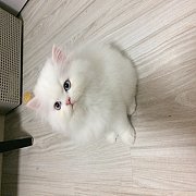 ขายลูกแมวเปอร์เซีย อายุ 2 เดือน