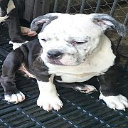 บูลลี่น้อยๆๆพร้อมย้ายบ้าน