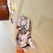 อเมริกันช็อตแฮร์