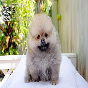 FYPOM KENNEL ขายน้อง Fy's caramel honey เพศผู้ สี Orange หน้าตาน่ารัก โครงสร้างด...