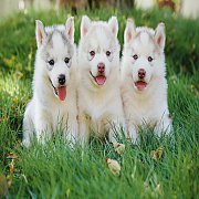 เด็กๆน่ารักชุดใหม่จาก FRAMSOOK HUSKY มาแล้วจ้า